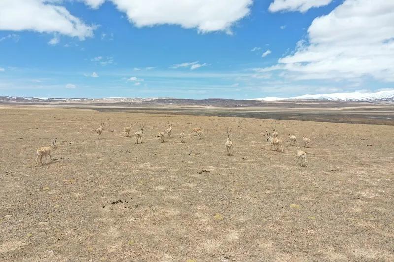 可可西里救援视频,可可西里生死救援