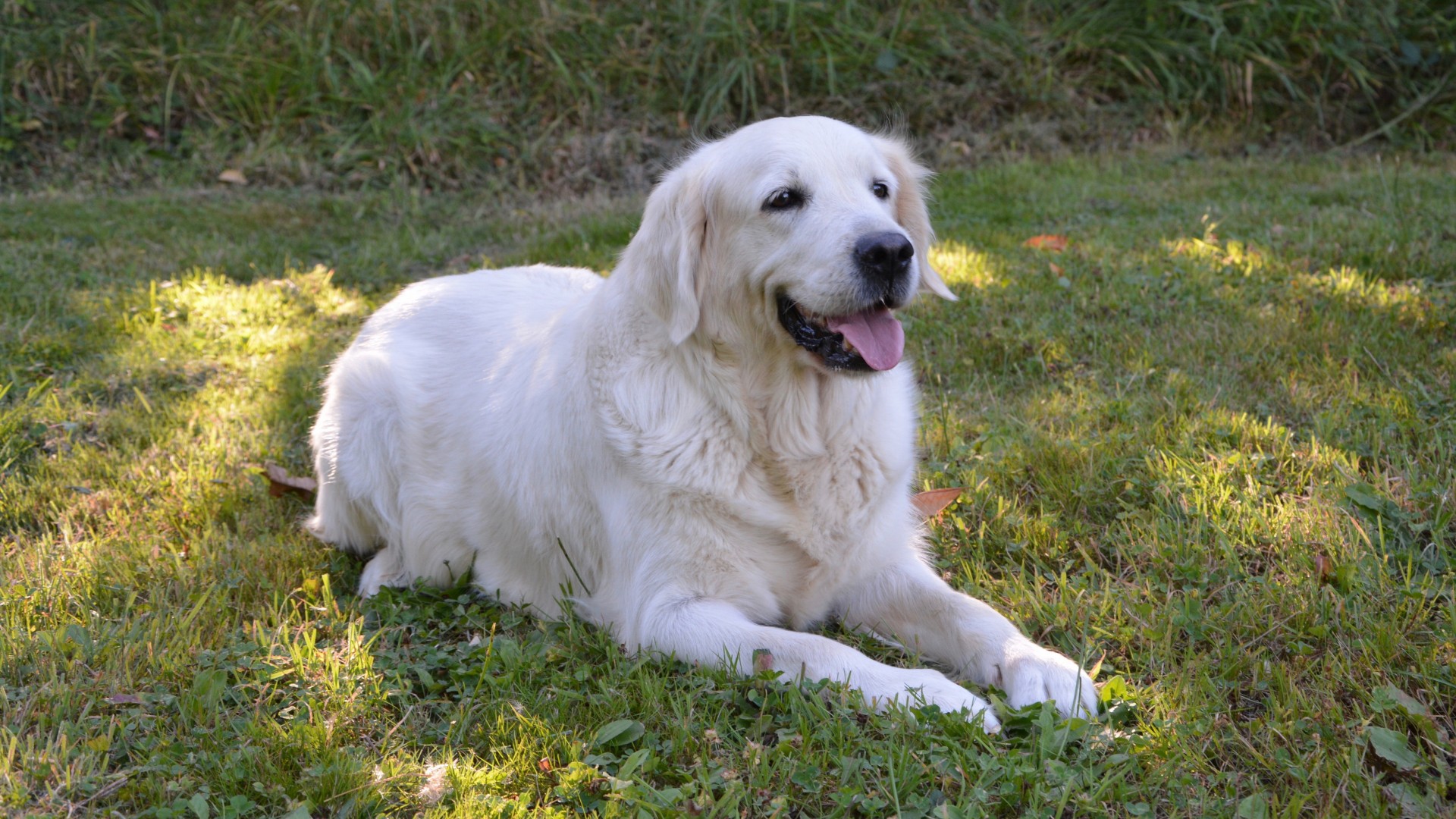 狗狗鼻头不黑了是什么原因,狗狗的鼻子为什么一直不黑