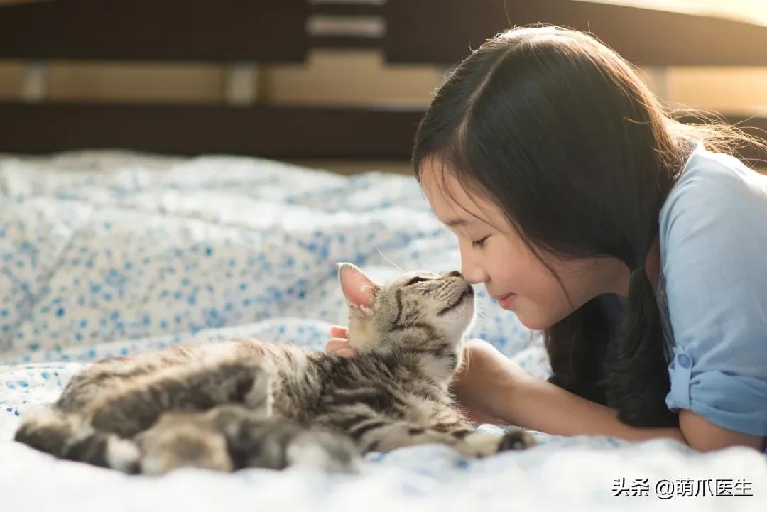 懒人养的猫很粘人吗,猫养得越久越粘人