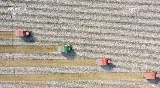 hm换新疆棉了吗,hm新疆棉是啥