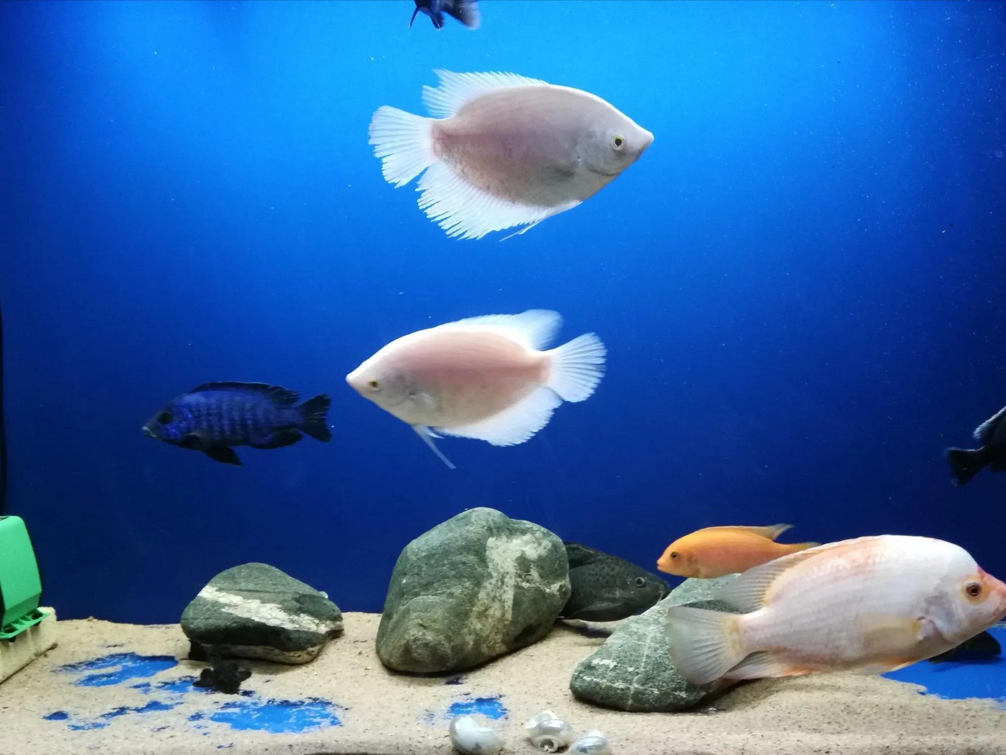 鱼缸水浑浊腥臭发黄怎么办,鱼缸水特别浑浊看不到鱼了怎么办