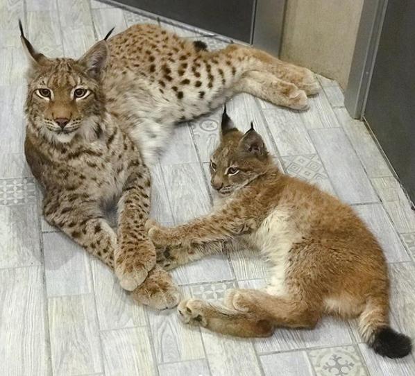 想养猫又怕被猫抓,俄罗斯养猞猁