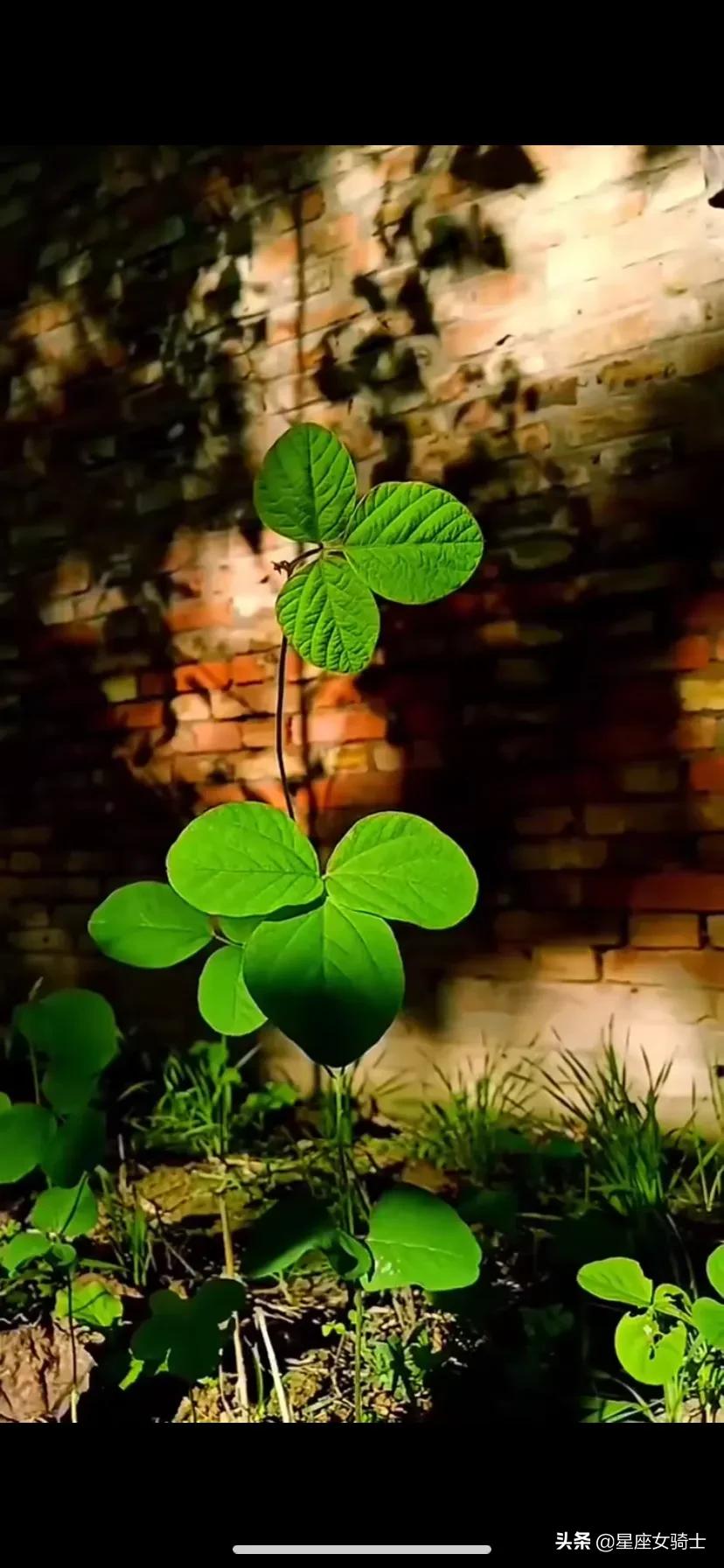 摩羯男和十二星座女的关系,摩羯在十二星座心中的地位