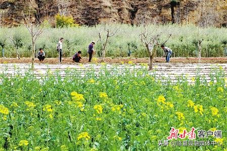 #疫情防控临夏在行动#【决战决胜脱贫攻坚】书写决战脱贫攻坚的春天答卷——肃全力推进脱贫攻坚任务落实纪实