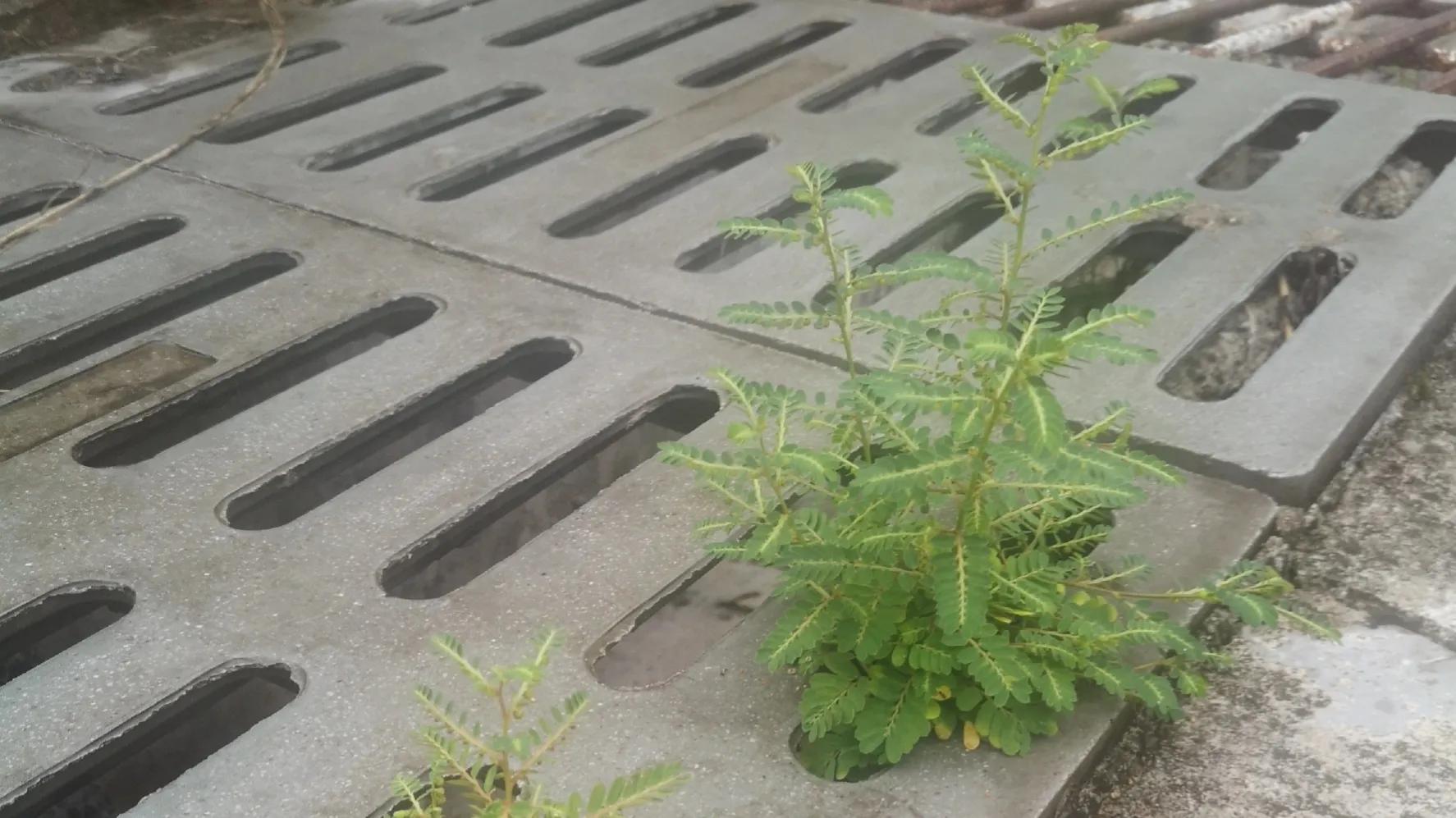 被蚊子咬了过敏反应严重,儿童蚊子咬后肿胀特别严重