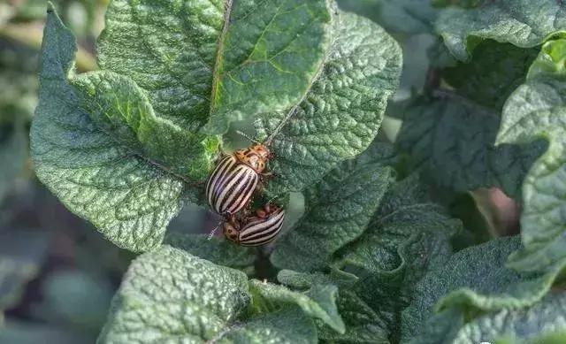 甲维盐氯氰菊酯能杀红蜘蛛么,甲维盐氯氰菊酯药效多少天