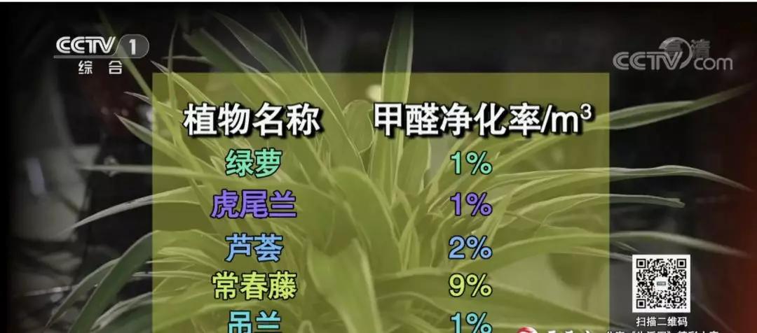 装修后室内放什么花帮助去除甲醛,室内喷洒酒精可以去除甲醛吗