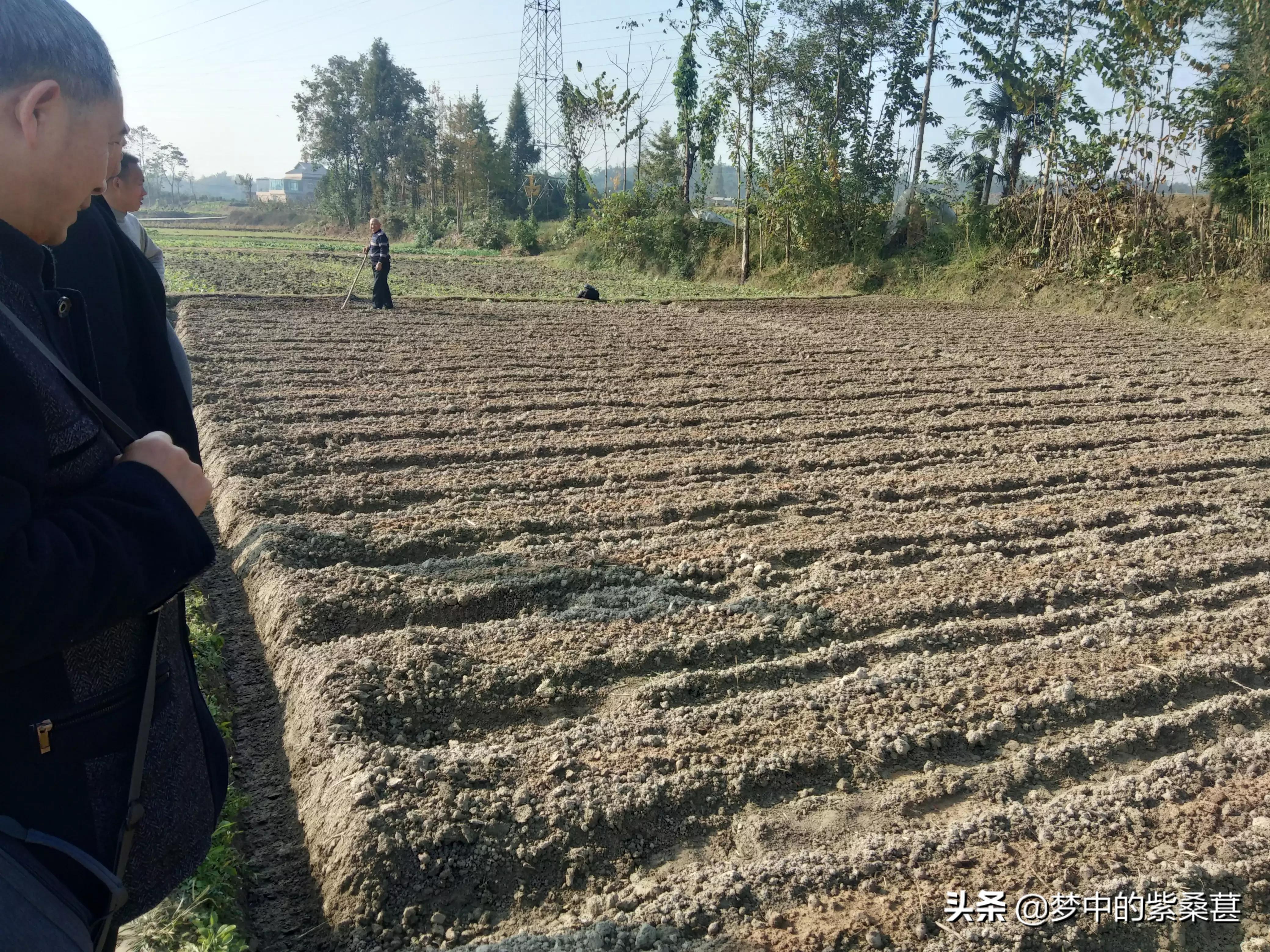 江油附子专卖店,四川江油生附子