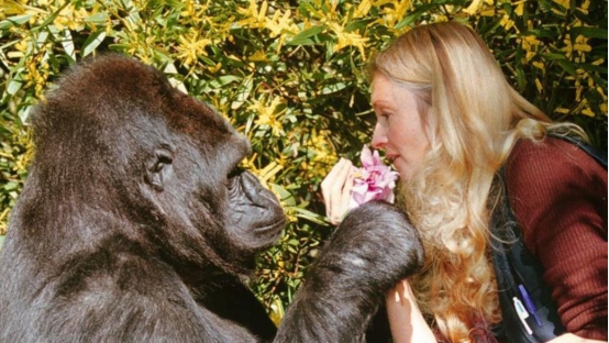 会1000多种人类手语的大猩猩,智商超过人类的猩猩完整版