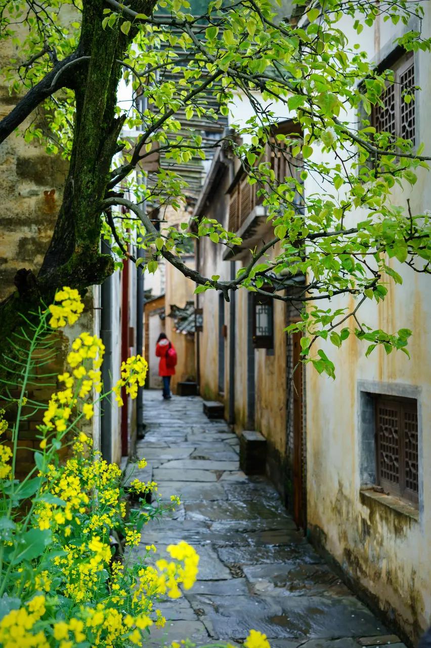 这才是中国最美的乡村,最值得去的鲜花小镇