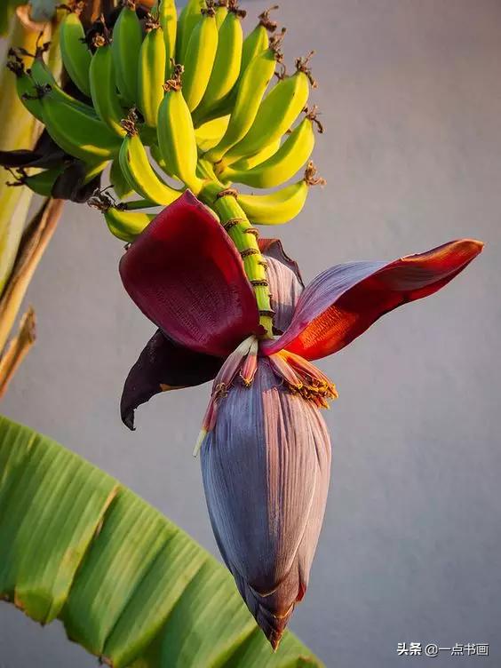 芭蕉叶画法教程,国画芭蕉画法视频