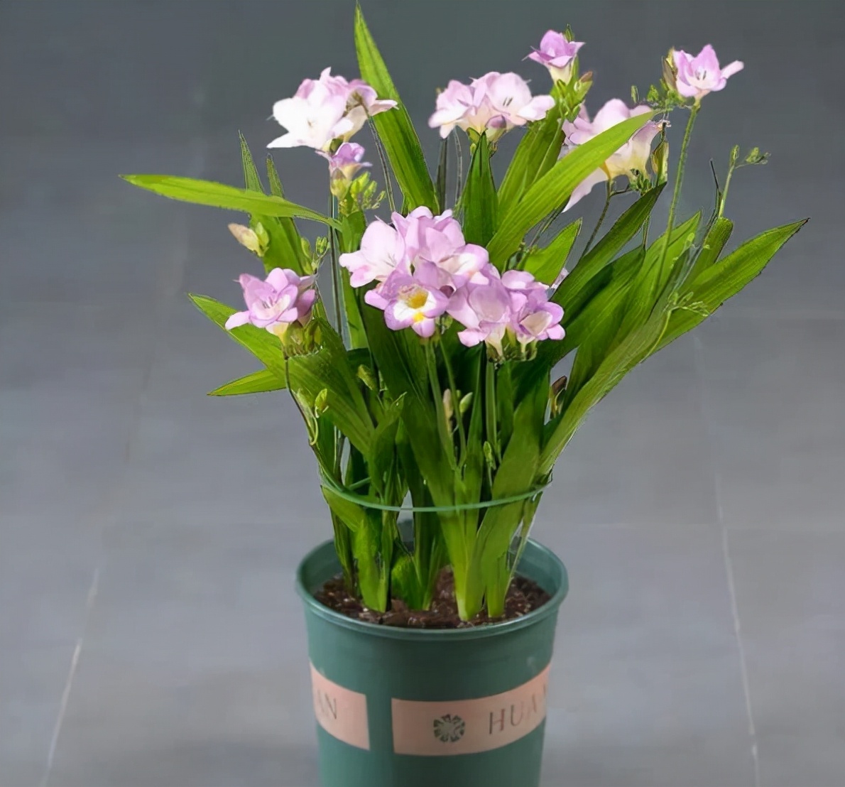 室内最好养的香水花有哪些,四季开适合客厅养的好香水花