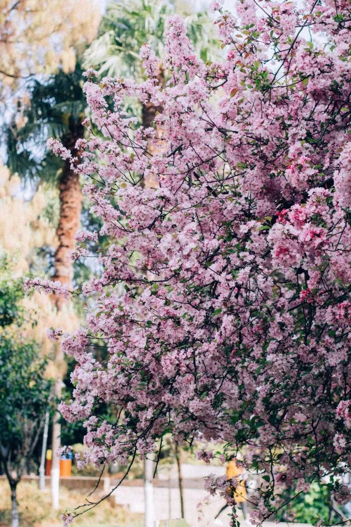 被大理丽江掩盖风头又怎样？它才是云南No.1！5月它太美了