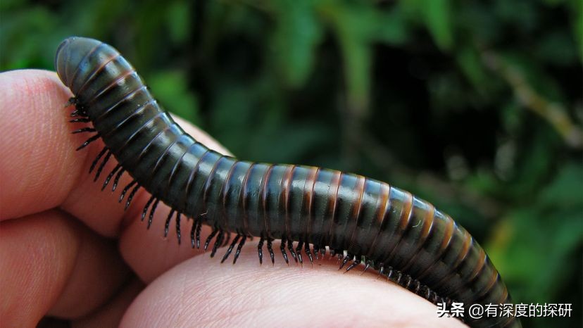 千足虫和蜈蚣有什么区别,蜈蚣和千足虫的身体有什么区别