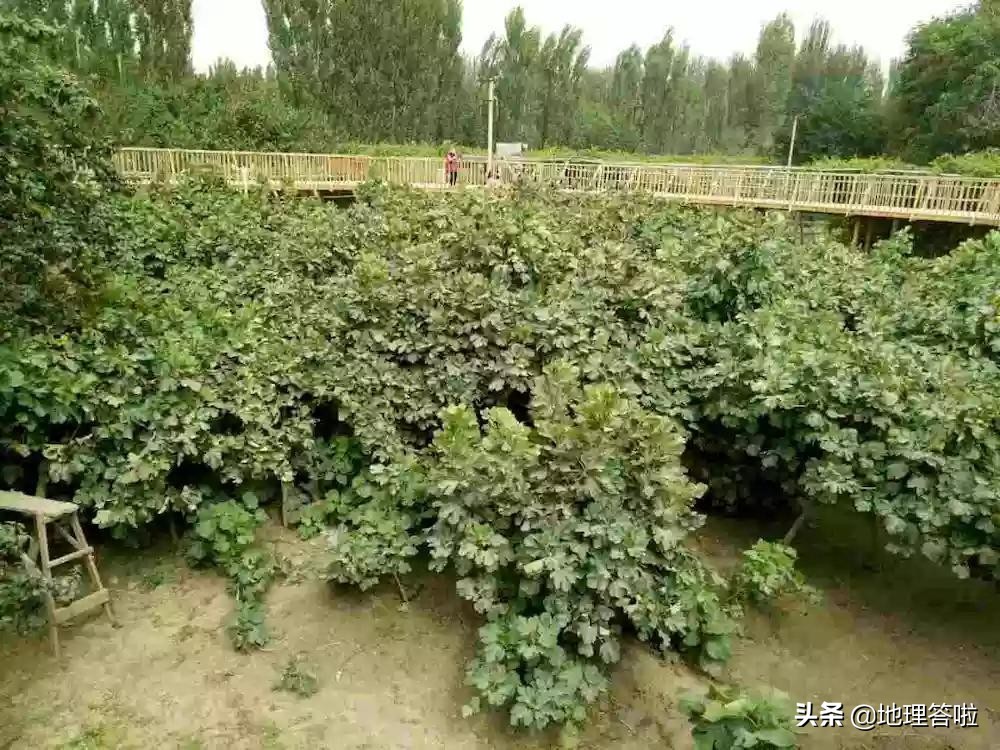 南疆映像,南疆印象系列简介