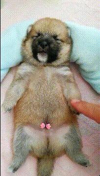 拉面师傅搞笑视频,拉面爆笑图片