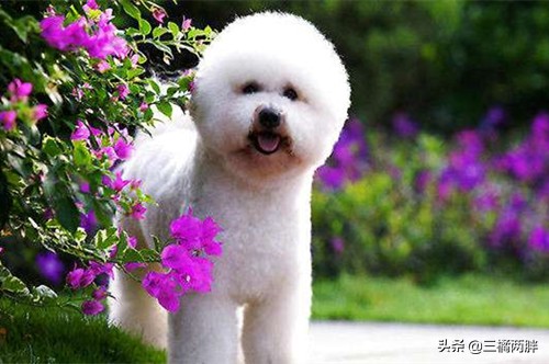 新手养比熊有骚味怎么办,比熊犬饲养真实感受