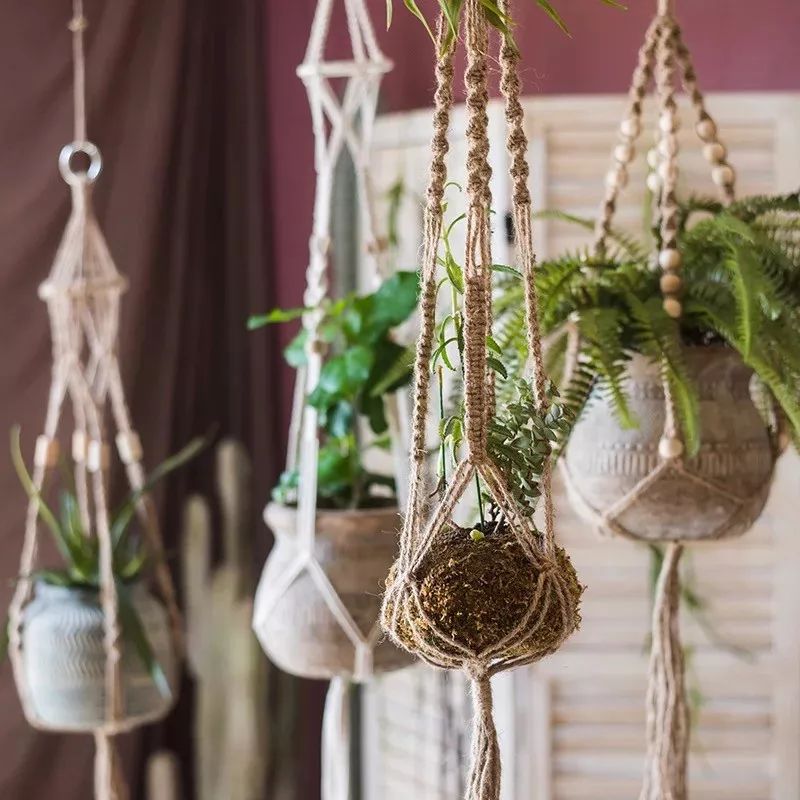 绿萝文竹总发黄1招让它绿油油,植物叶子全部发黄怎么办