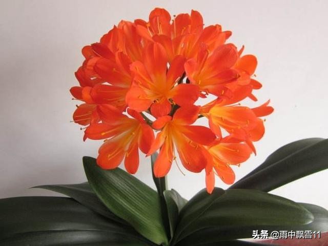 夹箭如何解决,正确养三棱箭方法