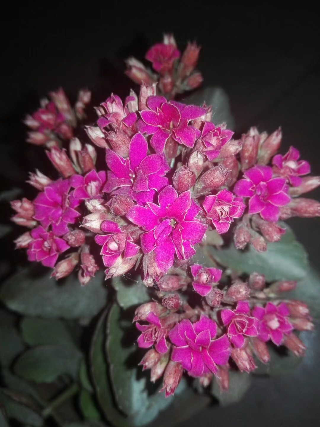 长寿花顶芽被虫吃,长寿花叶片被虫吃空了怎么办