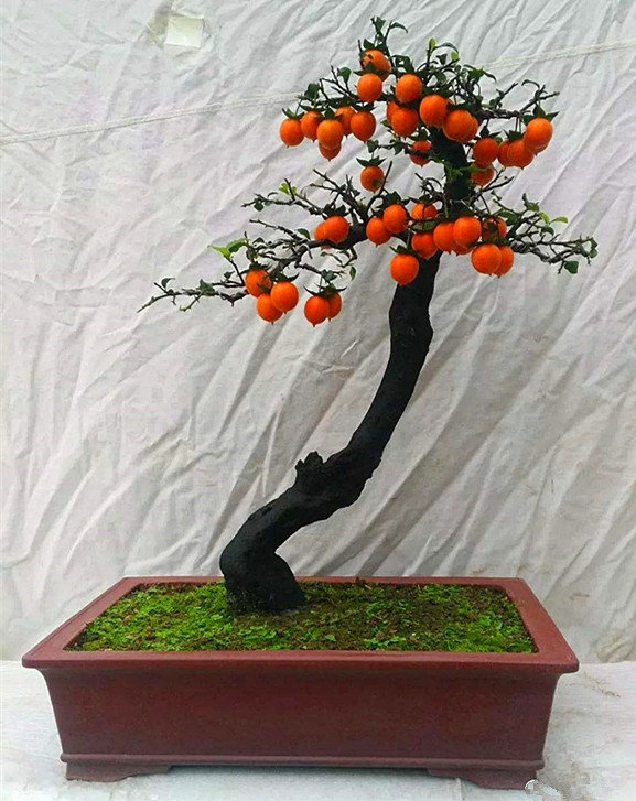 金弹子熟桩带根怎么上盆后掉叶子,金弹子下山桩换盆的正确方法