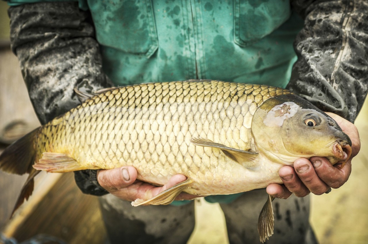 怎么钓才能让鲤鱼放松警惕,黑坑鲤鱼警惕性高用什么钓法