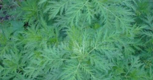 养鸡场鸡瘟用什么中草药好视频,防鸡瘟最好的中药