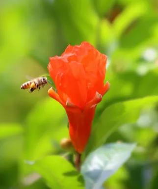 石榴栽培技术标准,石榴栽培技术