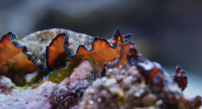 9.9恋爱游戏,9.9分恋爱番