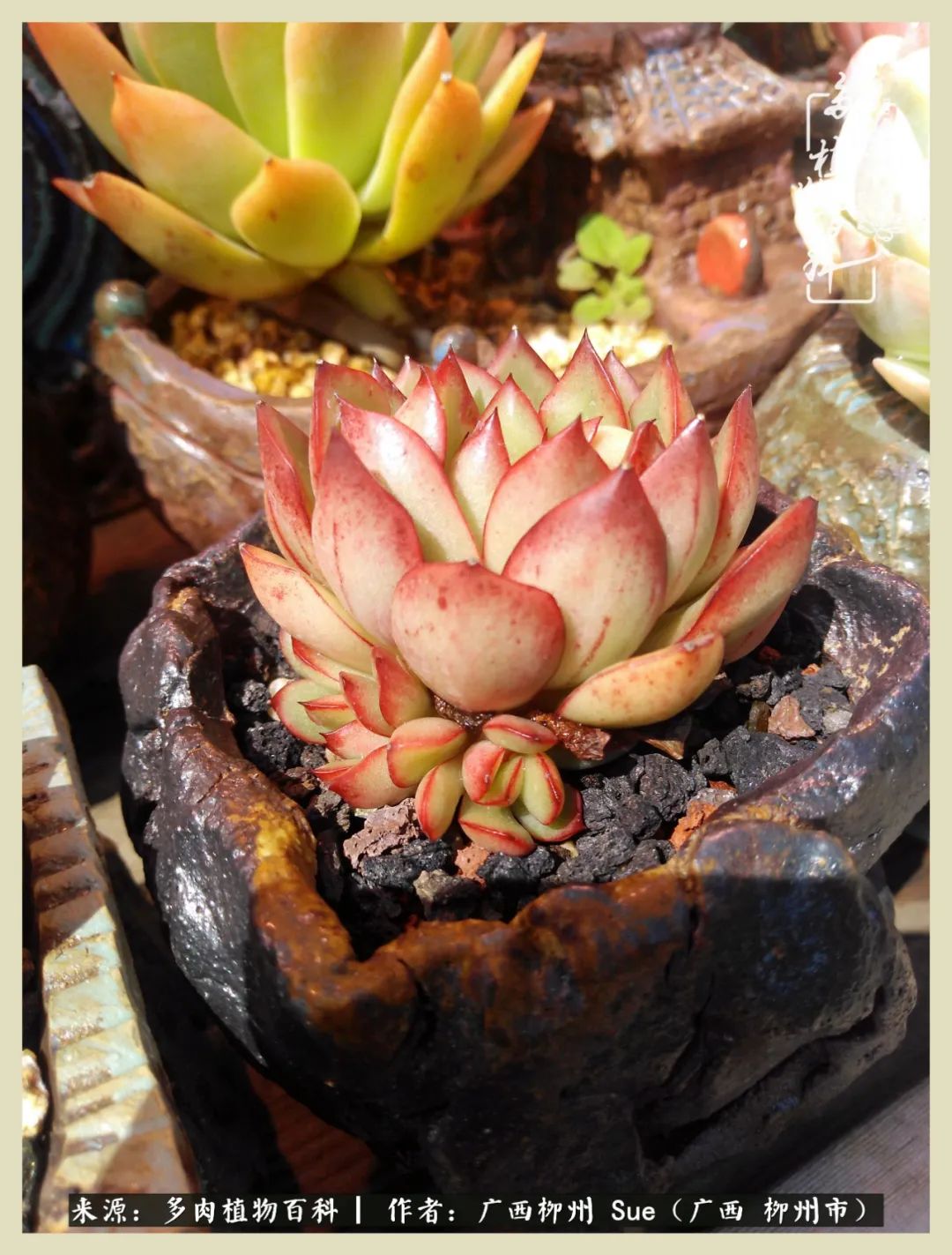 艳阳高照凉爽贵州，我要勤快地捕捉美好！（二）