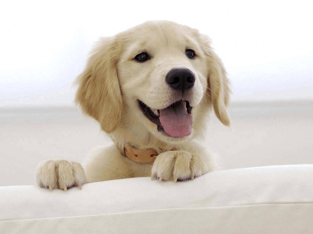 狗狗常出现的问题,狗狗常有的问题