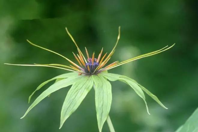 七叶一枝花和重楼是同一种药吗,七叶一枝花也叫重楼功效与作用