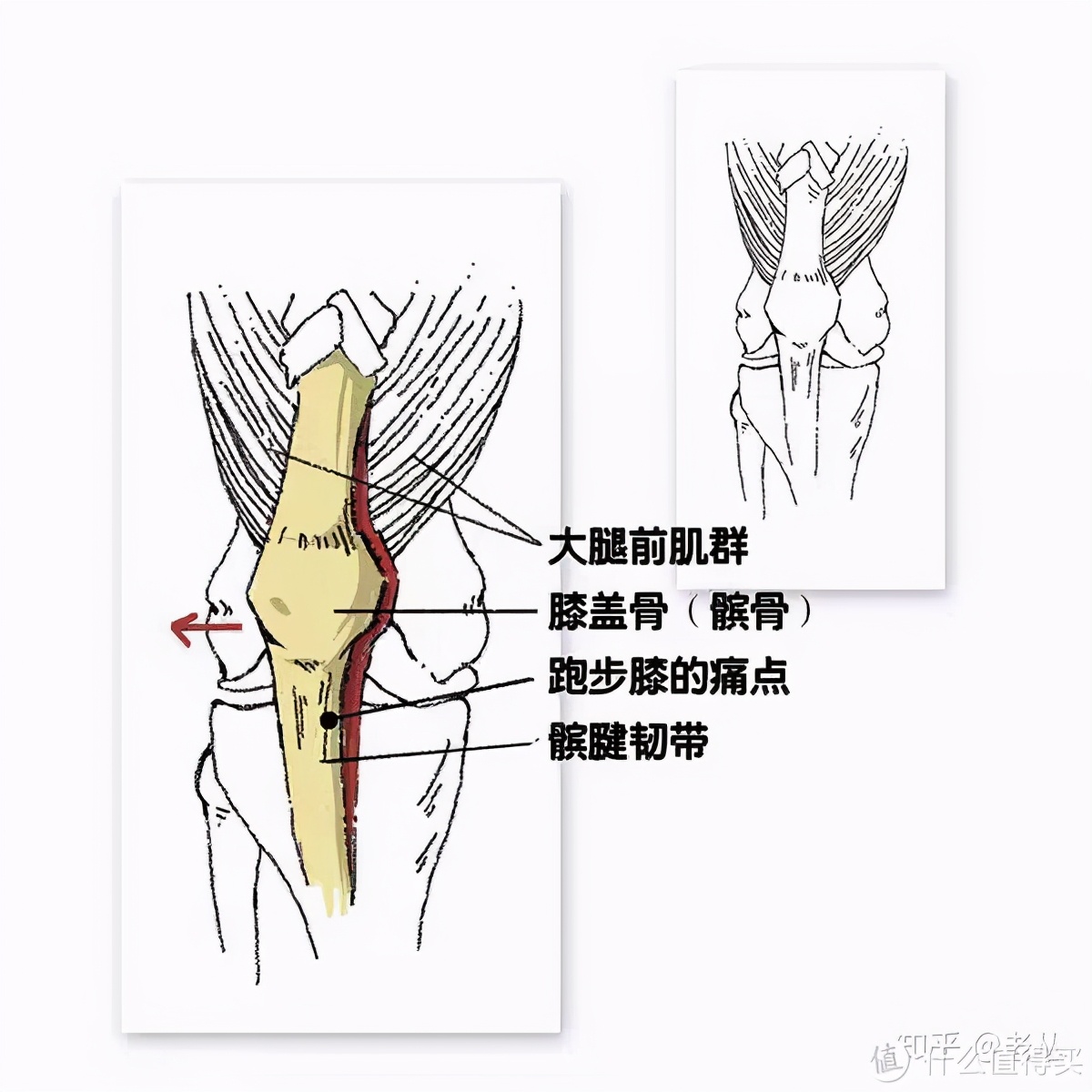 深蹲的好处和坏处深蹲的正确姿势,深蹲的标准动作与功效