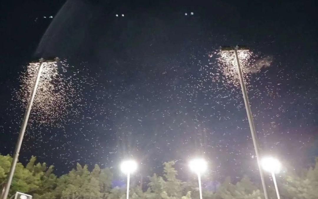 大水蚁进屋能活多久,大水蚁入侵房子