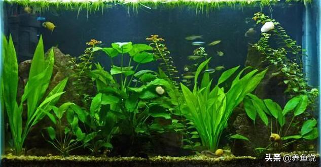 鱼缸水草养不好是有原因的，这细节操作要到位，再选这几种好养的