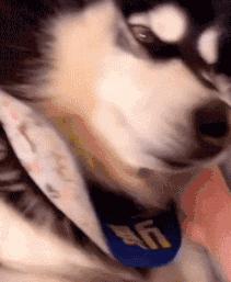 萌宠应该选什么标签,萌宠可以从哪个方面介绍