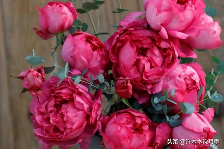 如何买到正版欧月？月季购买防骗手册，几招鉴定欧月，拒绝小白花