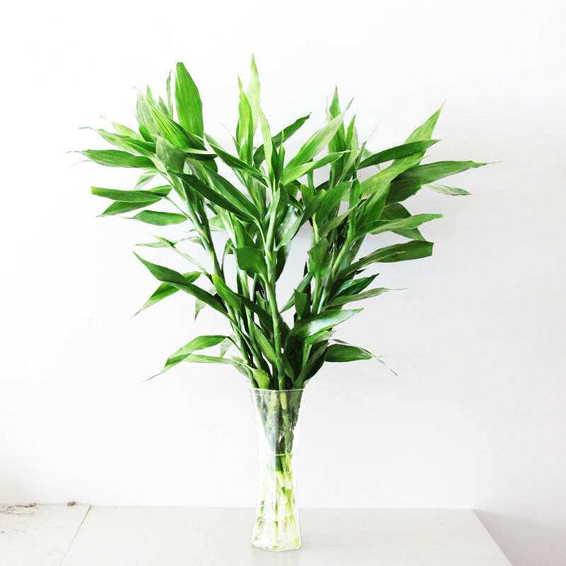 盆栽竹子怎么养活的视频,盆栽金镶玉竹子怎么养