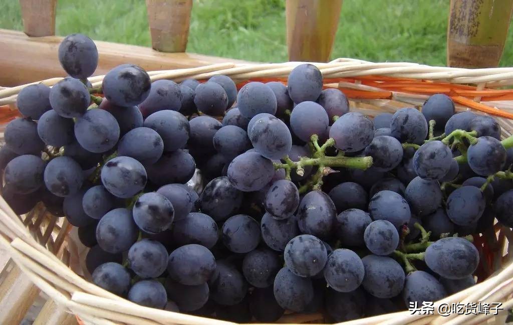 如何选葡萄甜不甜,葡萄甜不甜看这里就知道