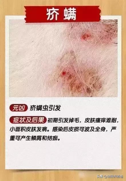 犬病综合预防方案,如何能预防与治疗宠物狗皮肤病