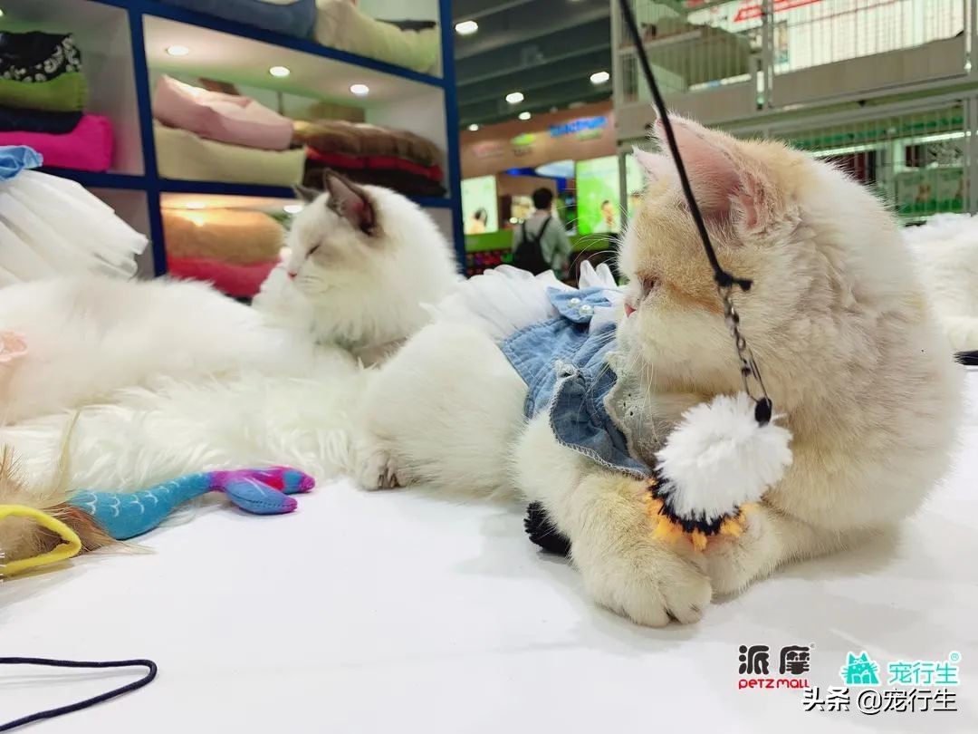 2020CIPS宠物展于广州开展，一大波萌物正在靠近