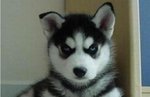 狗狗生气的时候怎么训练,狗狗生气了怎么哄狗狗开心