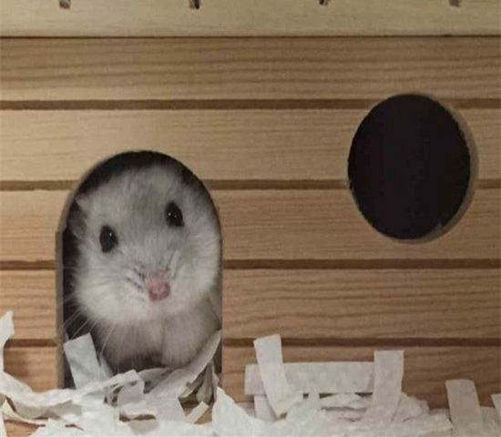 仓鼠骨折自救,仓鼠轻微骨折需要喂给他什么