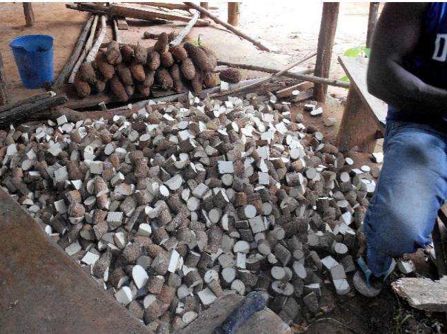 山药种苗繁殖技术,山药育苗留种技术