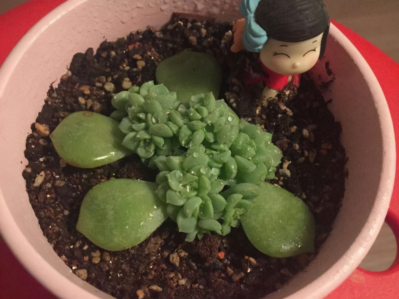 徒长的多肉怎样变悬崖桩,徒长了的多肉怎么处理