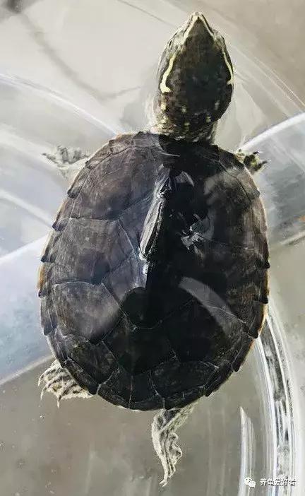 蛋龟类龟的不同阶段,蛋龟还有什么龟