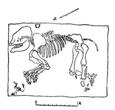 *舟子方**：象棋是印度发明，因为中国从来就没有过大象，河南人笑了