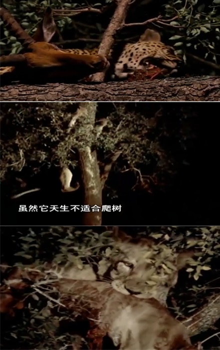 虎毒不食子报应视频,虎毒不食子再凶猛的老虎也有底线