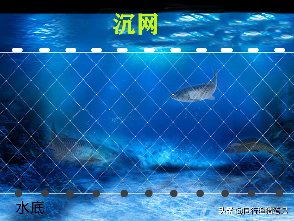 粘网捕鱼怎样下网小河,粘网捕鱼怎样下网分解图