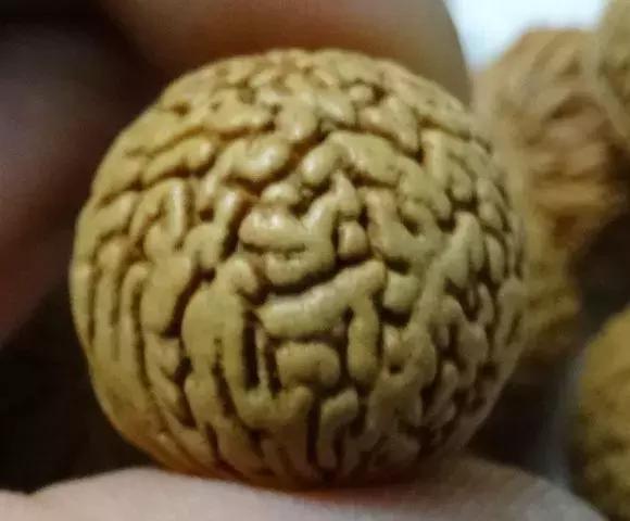 脑纹桃核手串的正确盘法,脑纹桃核怎么挑选